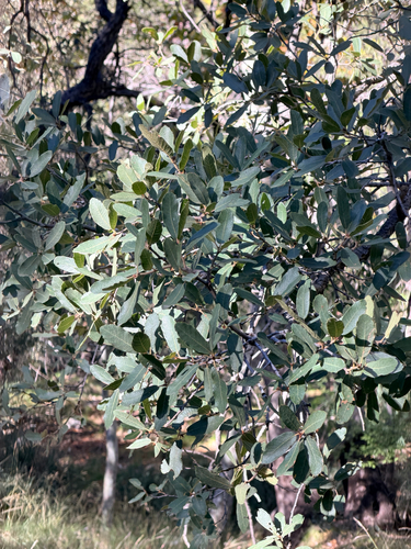 Quercus oblongifolia observed 2026-10-26