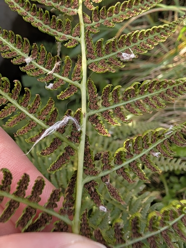 Athyrium filix-femina observed 2026-10-28