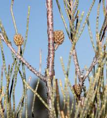 Casuarina pauper