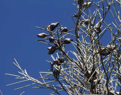 Image of Hakea leucoptera by (c) Russell Best, some rights reserved (CC BY)