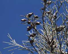 Hakea leucoptera leucoptera