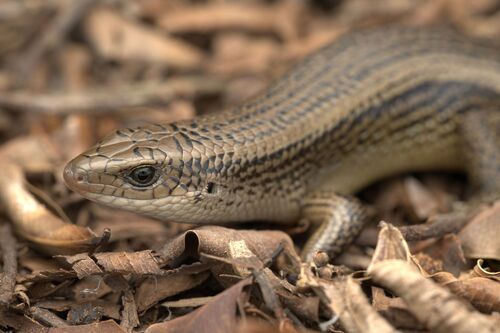 Eutropis multifasciata observed 2026-10-27
