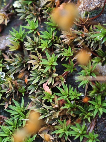 Pogonatum observed 2026-10-28