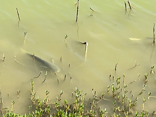Mugil cephalus observed 2026-10-28