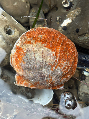 Crassadoma gigantea observed 2026-10-27