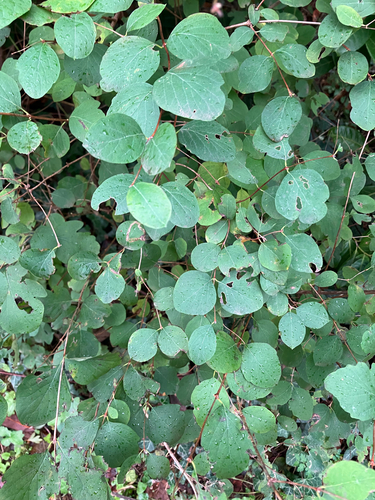 Vaccinium observed 2026-10-28