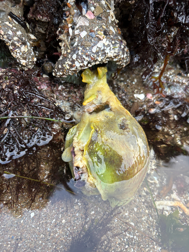 Aplysia californica, 2026-10-27