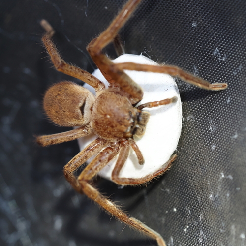 Isopoda observed 2026-10-28