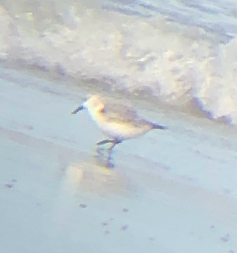 Calidris alba observed 2026-10-28