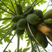 Papaya Family - Photo (c) Kew on Flickr, some rights reserved (CC BY-NC-SA)