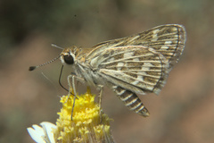 Taractrocera maevius