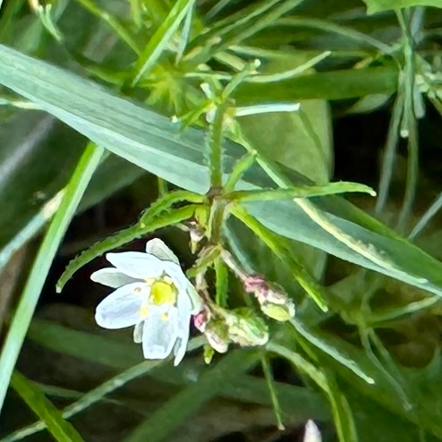 Spergula arvensis observed 2026-10-28