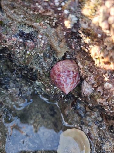 Calliostoma zizyphinum observed 2026-10-28