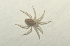 Oecobiidae
