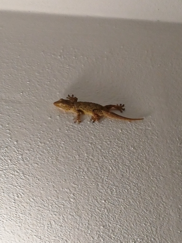 Gekko observed 2026-10-28