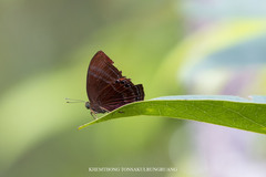 Abisara saturata