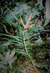 Freycinetia excelsa