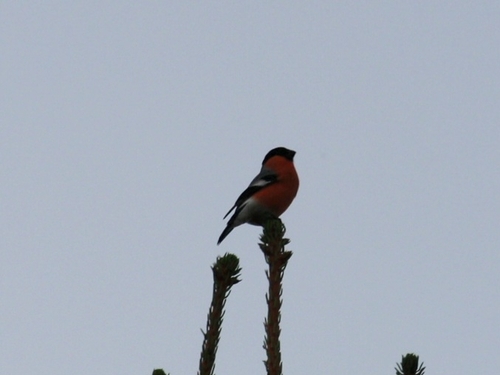 Pyrrhula pyrrhula observed 2026-10-28