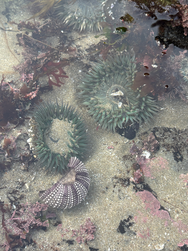 Strongylocentrotus purpuratus observed 2026-10-27