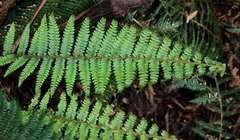 Polystichum proliferum