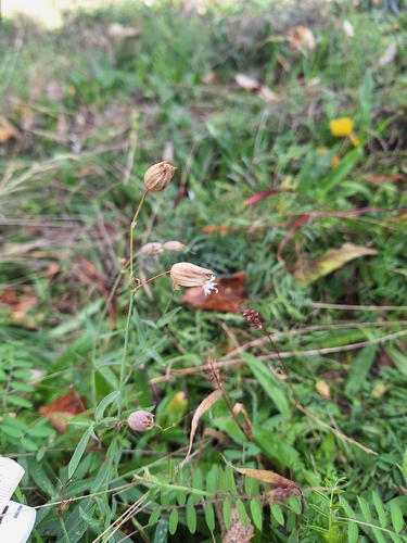 Silene vulgaris observed 2026-10-28