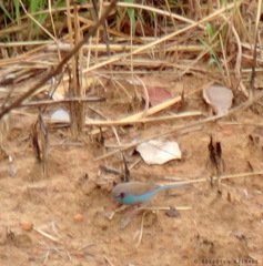 Uraeginthus bengalus