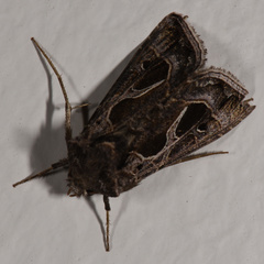 Thysanoplusia indicator