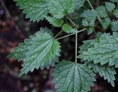 Urtica incisa