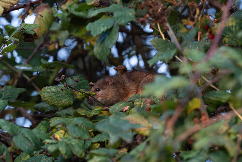 Rattus rattus observed 2026-10-28