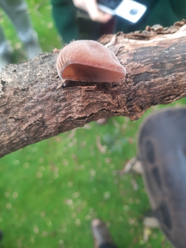 Auricularia observed 2026-10-28