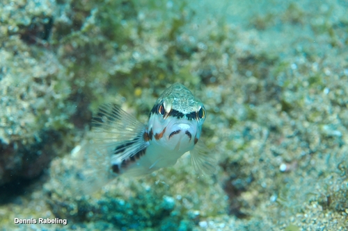 Serranus cabrilla observed 2026-10-25