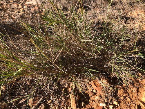 Brachypodium retusum observed 2026-10-28