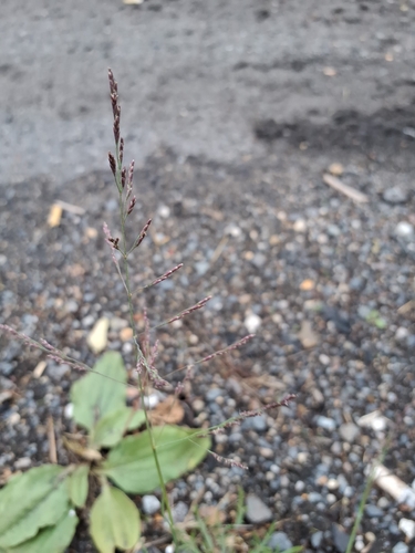 Puccinellia distans observed 2026-10-28