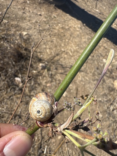 Helix observed 2026-10-28