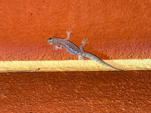 Christinus marmoratus observed 2026-10-28