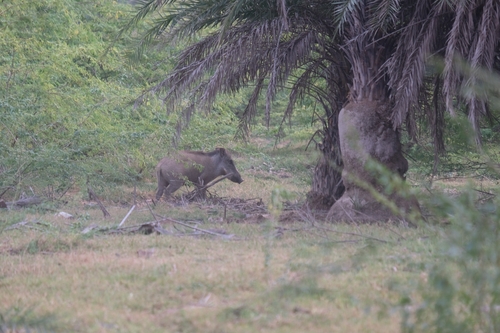 Sus scrofa observed 2026-10-28