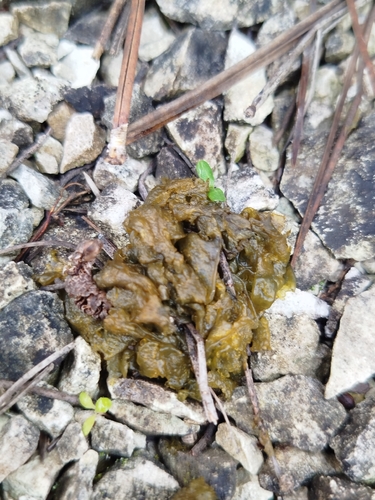Nostoc commune observed 2026-10-28