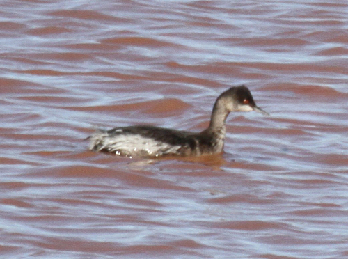 Podiceps nigricollis observed 2026-10-27