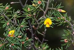 Pultenaea mollis