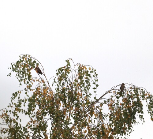 Coccothraustes coccothraustes observed 2026-10-28