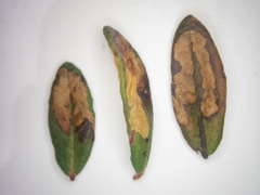 Phyllonorycter ledella