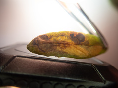 Phyllonorycter ledella