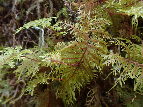 Hylocomium splendens observed 2026-10-27