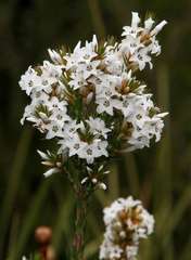 Epacris lanuginosa