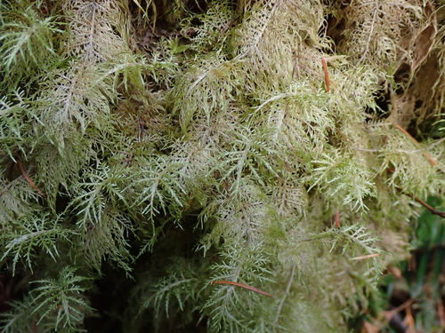 Hylocomium splendens observed 2026-10-27