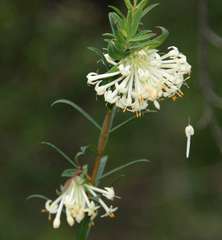 Pimelea linifolia linifolia