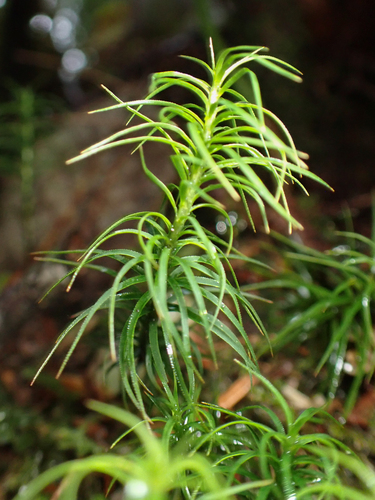 Pogonatum observed 2026-10-27