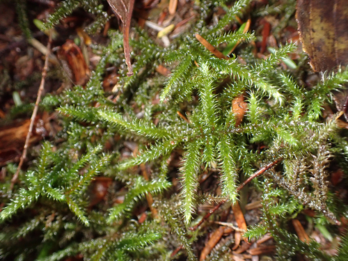 Rhytidiadelphus loreus observed 2026-10-27