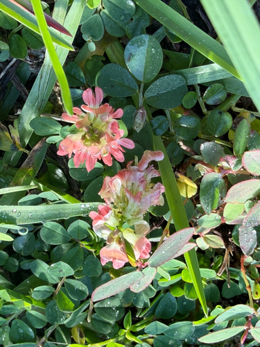 Indigofera observed 2026-10-28