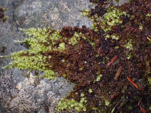 Sciuro-hypnum plumosum observed 2026-10-27